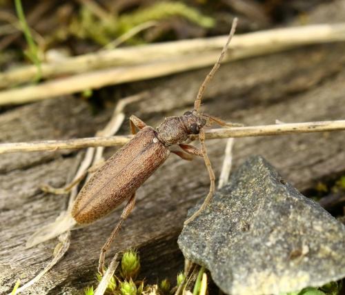 Réf. 298 645 : Oxypleurus nodieri